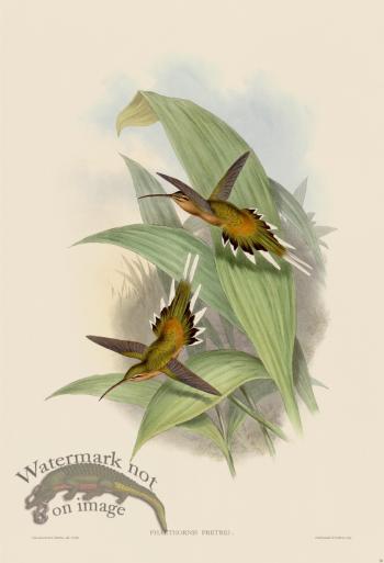 Gould Hummingbird 028